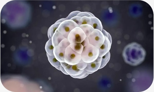 为啥试管婴儿移植，子宫内膜一定要达标？